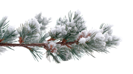 Pine branch covered in fresh snow, showcasing the beauty of winter. Ideal for seasonal and holiday themes.