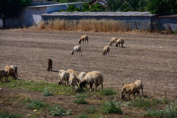 Cyprus Countryside Herd of Sheep and Long-Eared Goats
