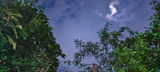 Night sky with dark silhouette of tree branches and leaves framing the edges.