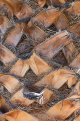 Close-Up of Date Palm Trunk as Background