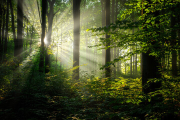 Beautiful sunny morning in green forest