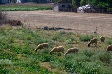 Flock of Sheep with Long-Eared Goats Grazing in Cyprus