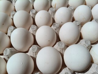 Close up sot of Eggs in a carton.
