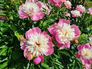 Close-up of large flowers with pink and cream petals in a German garden