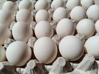 Close up sot of Eggs in a carton.