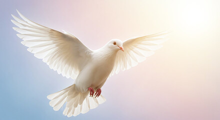 Close of a white dove symbolizing the Holy Spirit, faith, and Christian devotion