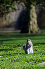 Squirrel in London Park on a Sunny Day