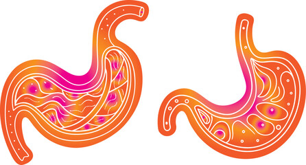 Obraz premium Minimalist Stomach Icon Vector – Human Digestive System Symbol in Line Art Style