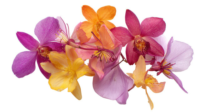 Rare Orchid Flowers: A flat lay of rare orchid flowers with vibrant petals, isolated on a Transparent background, PNG file.