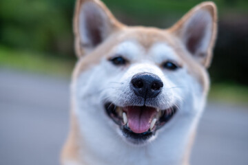 Shiba Inu dog with a joyful expression is enjoying a sunny outdoor walk, showcasing its playful nature and vibrant personality in a lush green environment