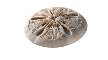 Sand Dollar on the Beach: A sand dollar resting on the beach with intricate patterns, isolated on a Transparent background, PNG file.