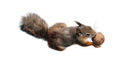 Obraz premium Squirrel with Acorn: A flat lay of a squirrel holding an acorn, isolated on a Transparent background, PNG file.