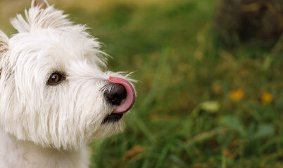 Playful Westie dog with white fur showing its tongue, photographed outdoors on green grass.