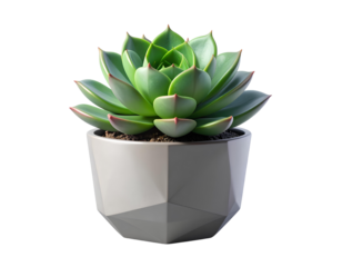 Potted succulent plant, modern pot, isolated PNG 