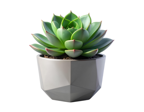 Potted succulent plant, modern pot, isolated PNG 