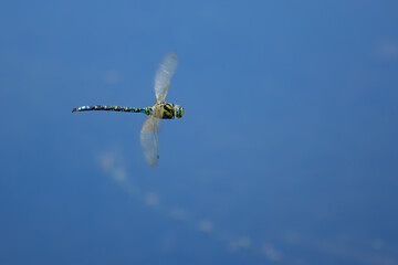 eine Libelle im Flug