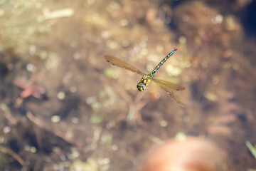 fliegende Blaugrüner Mosaikjungfer an einem Teich 
