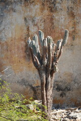 Bonaire - abstract and aerial view of a cactus at an abandoned house