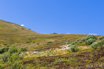 Tranquil rural scene with sheep grazing on a grassy hillside beneath a bright blue sky