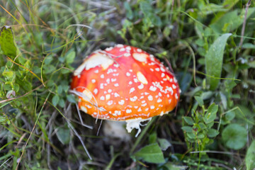Red mushroom with white spots in grass, Amanita Muscaria in natural habitat