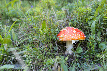 Red mushroom with white spots in grass, Amanita Muscaria in natural habitat