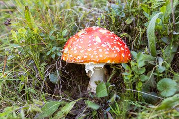 Red mushroom with white spots in grass, Amanita Muscaria in natural habitat