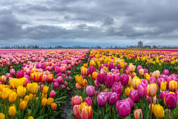 Vibrant pink and yellow tulips blooming in a vast field under a cloudy sky a scenic spring landscape