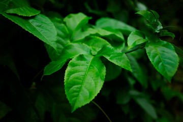 The bright green leaves of the plant on a dark background create a contrast, emphasizing their freshness and texture. The veins are clearly visible, the edges are slightly wavy, the surface is smooth 