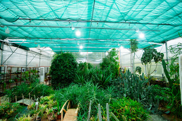A greenhouse with tropical plants, shading net and a wooden bridge. The space is filled with...