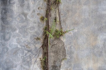 A green plant growing on a wall