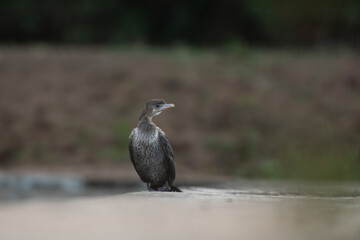 The beautiful juvenile cormorant stands on a rock, with its striking features and intricate feathers against a soft, blurred background.