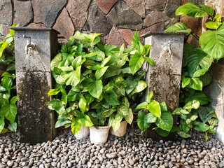 Water tap installed in corner patio with gravel and lush green ornamental plant. Modern minimalist landscape for urban design residence.