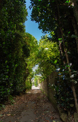 木々の影が道にある天気の良い田舎の路地裏の一直線の道