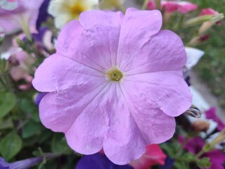 Summer flowers. Petunia. The beauty of nature.