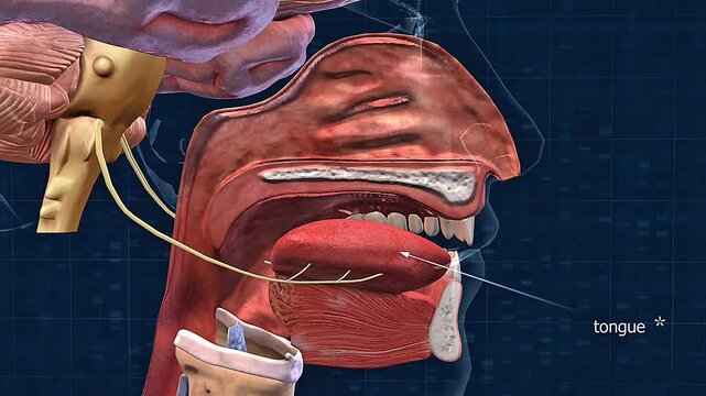Anatomy of tongue and sense of taste