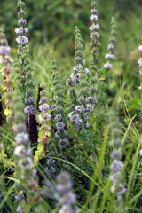Mentha pulegium, pennyroyal, or pennyrile, mosquito plant or pudding grass, a flowering plant in the mint family, Lamiaceae