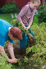 Naklejka premium Family harvesting potatoes in garden