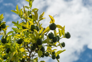 日に照らされたシークヮーサーの実