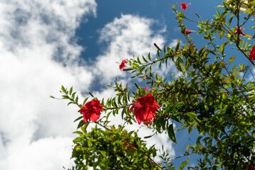 快晴の空と赤いハイビスカスの花々