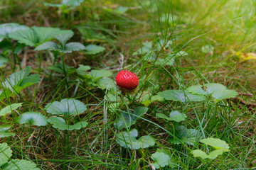 Wild strawberries grow in a clearing in forest. Natural red strawberries. Sunny day.