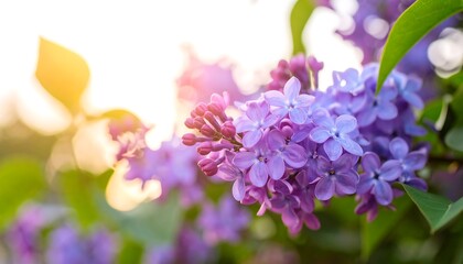 Obraz premium Lilac blossoms in sunset light