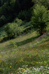 A green slope covered in summer flowers, meadow.