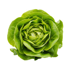 Obraz premium Fresh Green Butterhead Lettuce Isolated on a Crisp White Background