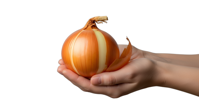 Holding a golden onion with peeled layers, ideal for culinary blogs, healthy eating campaigns, cooking ingredient spotlights, or farm-to-table narratives, isolated on white & transparent background.