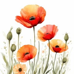 Vibrant Poppy Flower Illustration