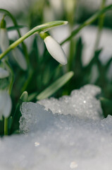 Blooming snowdrops symbolizing the arrival of spring. Snowdrops the first spring flowers in the...