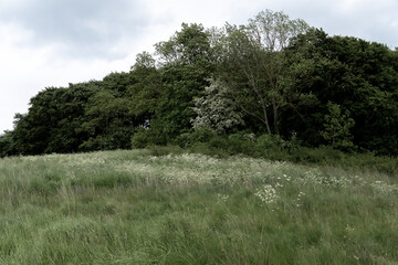 green meadow with tall grasses and flowers in the wind with densely overgrown forest in the background