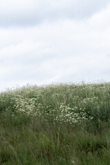 green meadow with tall grasses and flowers in the wind with bright, slightly cloudy sky