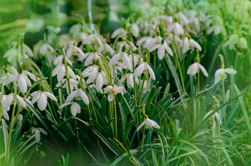 First flowers snowdrop white flowers bloom in snow covering. First spring flowers snowdrops Galanthus nivalis.