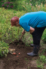 Fototapeta premium Elderly woman harvesting potatoes with cat nearby
